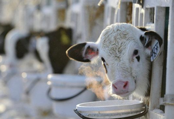 Жаңа заман: сүтті енді сиырдан алмаймыз