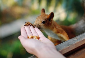 Табиғатпен үйлесімді өмір сүру – денсаулыққа пайдалы