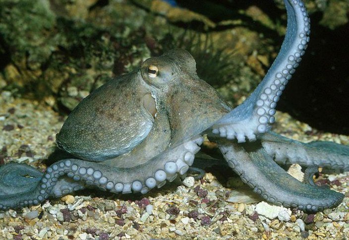 Нашествие осьминогов в Уэльсе обеспокоило ученых (видео)