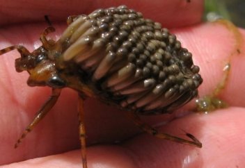 Қазақстандықтарды шошытқан "улы жәндіктің" не екені белгілі болды (фото)