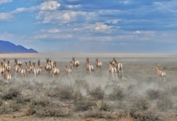 АЛТЫН-ЕМЕЛДЕ ҚҰЛАН САНЫ 3500-ДЕН АСТЫ