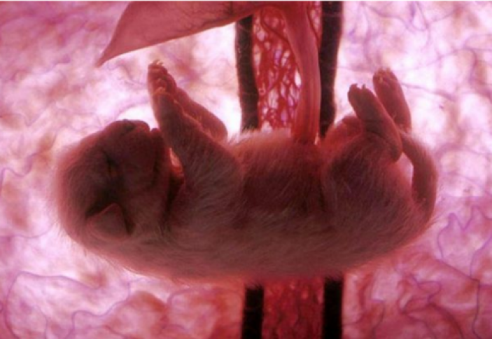 Животные в утробе матери: удивительные кадры (фото)