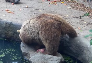 Аюдан үлгі алайық, игілікті өзімізден бастайық...