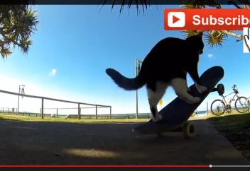 Жануарлар әлемі: «Скейтбордшы» мысық ғаламтор жұлдызына айналды (ВИДЕО)