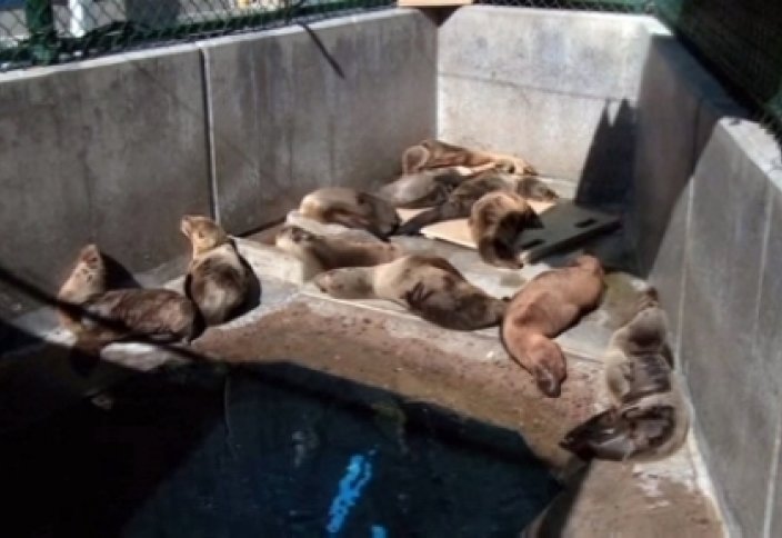 Жауарлар әлeмі: Ашыққан итбалық мейрамханаға бас сұқты (видео)