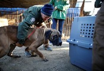 Корейлер ит етінен түбегейлі бас тартады