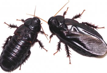 Бірге болу үшін бір-бірінің қанатын кеміріп тастайтын жәндік