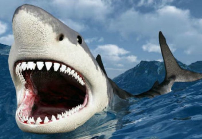 Ученые случайно открыли два новых вида акул