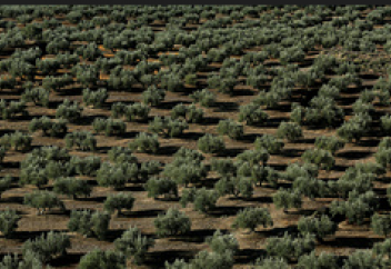 Зәйтүн майы өндірісіне қауіп төнді