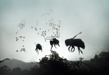 Аралар паразиттен қалай қорғанады?