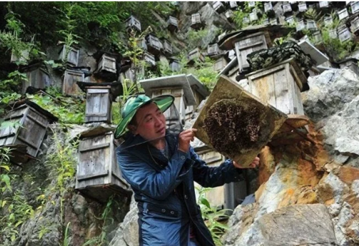 Экстремальная пасека в Китае (фото) Как защитить свою пасеку от воров