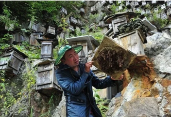 Экстремальная пасека в Китае (фото) Как защитить свою пасеку от воров