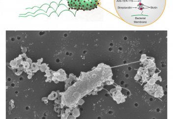 Микророботтар дәріні жеткізу үшін биологиялық кедергілерді еңсеруді үйренді