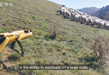 Шопан робот қойды қалай бағады (видео)