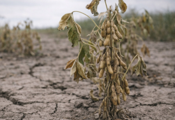 Соя под угрозой — урожайность может рухнуть на 90% к 2050 году