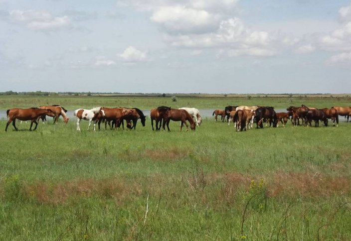 Дефицит пастбищ в Казахстане превысил 29 млн га