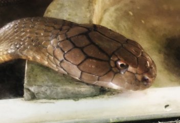 Жыланның жаңа түрі табылды