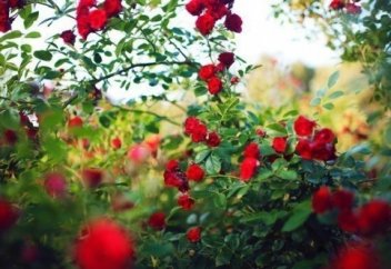 Әйелді бастан...