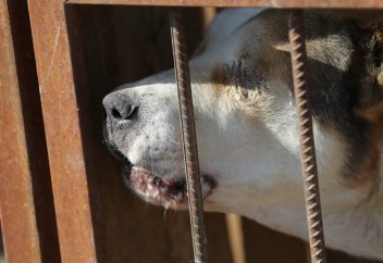 За жестокое обращение с животными усилят ответственность