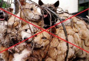 Тағы бір елде жабайы жануарлар саудасына тыйым салынды