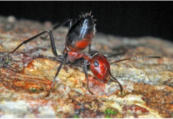 Камикадзеге баратын жанкешті құмырсқа (видео)