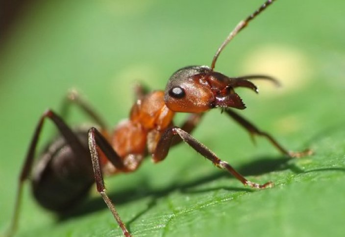 О животных в Коране: муравьи