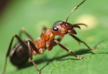 О животных в Коране: муравьи