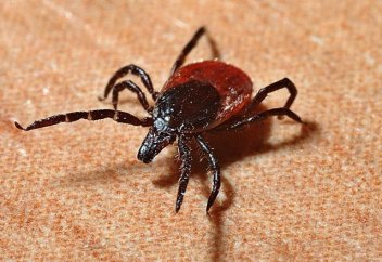 Клещи стали заражать людей еще одной опасной болезнью