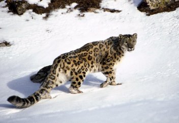 Жануарларға арналған заңнамада оларды күтіп ұстауға қатысты ереже жоқ