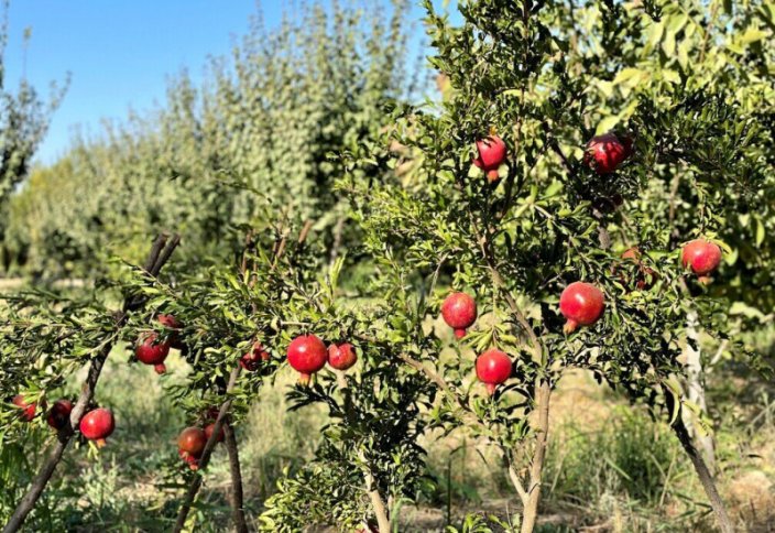 Более 20 млн тонн садовой продукции производится в Иране в год