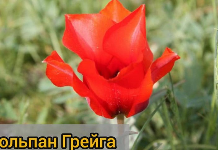 А вы знали? Какие тюльпаны в Казахстане нельзя срывать