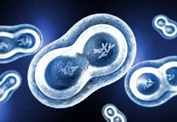 Американские биологи нашли новый способ борьбы с раком