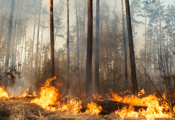 Еуропада 1 млн гектар орман өртенді