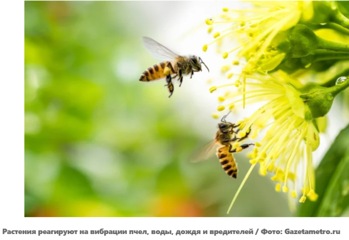 Растения тоже имеют слух: пчелы, дождь и даже гусеницы могут менять их поведение
