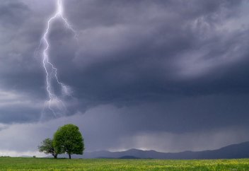 Жай оғынан қанша ағаштың опат болатыны анықталды