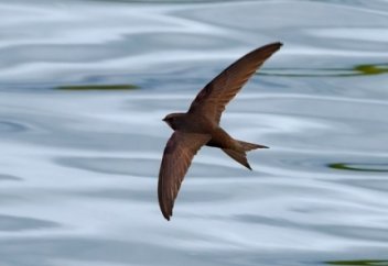 Сұр қарлығаш – бір күнде ең ұзақ ұшатын құс