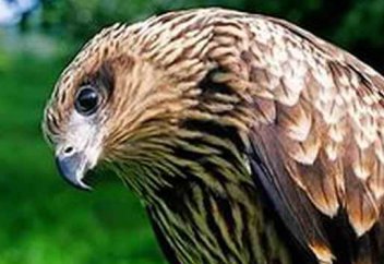 В Монголии продлили запрет на экспорт балобанов