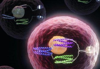 Жасушаның ақуыздан сауыты бар болып шықты – антибиотикке төзімділікті еңсеру үшін оны бұзудың жолдары қарастырылады