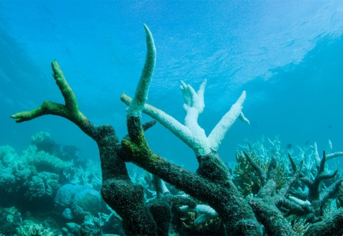 Коралловые рифы научились закрываться от солнца "облачными зонтиками"