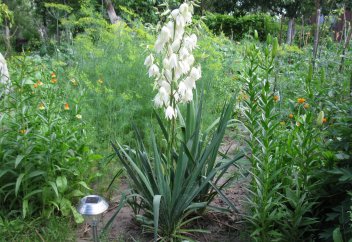 Петропавлдың ботаника бағында ғасырлық мәңгі жасыл юкка ағашы гүлдеді