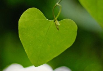 Шынайы махаббаттың мәні