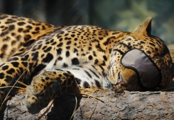 Тәтті ұйықтай білесіз бе?