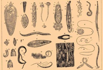 Паразиттер жойылып барады. Паразиттердің жойылыуынан адамзатқа қандай қатер төнеді?