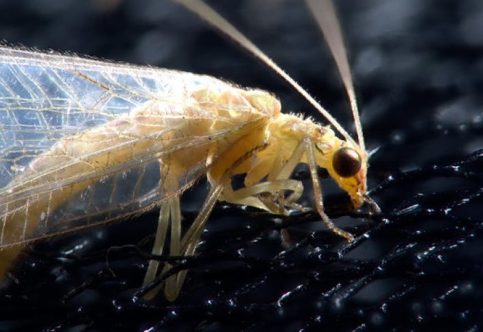 В каждом доме живет до 100 видов насекомых — ученые