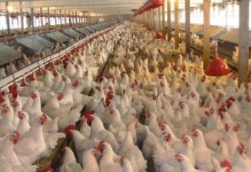 Три вопроса мирового птицеводства