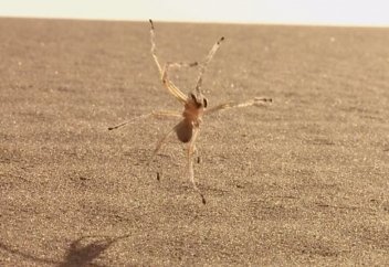 Өрмекшінің жаңа түрі табылды