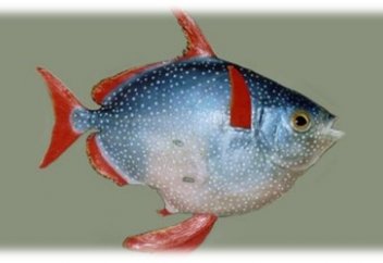 Первая в мире теплокровная рыба