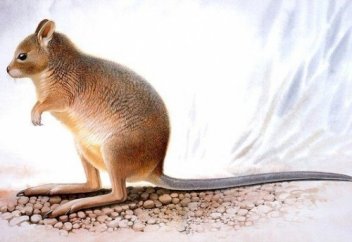 Мүлде су ішпейтін жаратылысты білесіз бе?