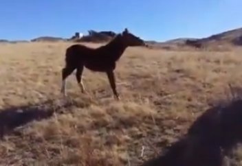 Семей өңірінде «жабағы бөлу» маусымы басталды (ВИДЕО)
