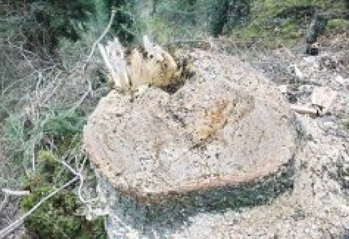 Леса Кыргызстана стремительно сокращаются